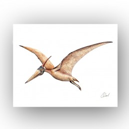 Obrazek Dinozaur PTERODAKTYL poziom