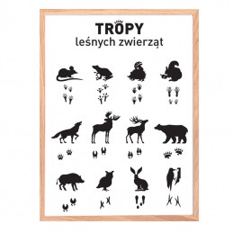 Obrazek TROPY leśnych zwierząt